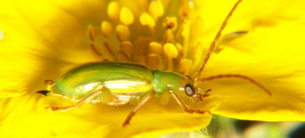 Corn root worms and beetles have long been the major economic pests of corn in the United States. (photo: Cirrusimage)