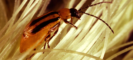 Western corn rootworm larvae feed on root hairs and small roots. They have developed a resistance to Monsanto's biopesticide known as Bt