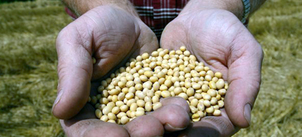 A farmer is seen holding Monsanto's Roundup Ready soybean seeds at his family farm in Bunceton, Mo.  (photo: Dan Gill/AP)