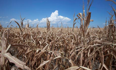 A field of dried corn plants near Percival, Iowa