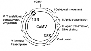 Cauliflower mosaic virus genome