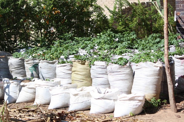 Potato plants in the backyard of Lina Chingama, 44, from Zimbabwe's Norton town, 40 kilometres west of the capital Harare. Credit: Jeffrey Moyo/IPS